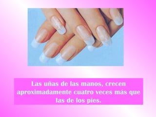 Las uñas de las manos, crecen
aproximadamente cuatro veces más que
           las de los pies.
 