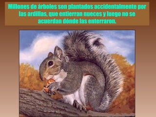 Millones de árboles son plantados accidentalmente por
     las ardillas, que entierran nueces y luego no se
             acuerdan dónde las enterraron.
 