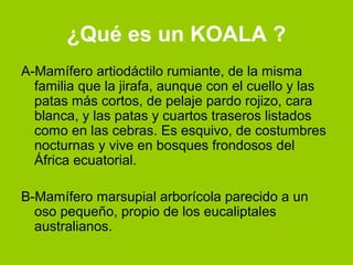 ¿Qué es un KOALA ?
A-Mamífero artiodáctilo rumiante, de la misma
  familia que la jirafa, aunque con el cuello y las
  patas más cortos, de pelaje pardo rojizo, cara
  blanca, y las patas y cuartos traseros listados
  como en las cebras. Es esquivo, de costumbres
  nocturnas y vive en bosques frondosos del
  África ecuatorial.

B-Mamífero marsupial arborícola parecido a un
  oso pequeño, propio de los eucaliptales
  australianos.
 
