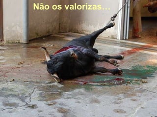 Não os valorizas… 