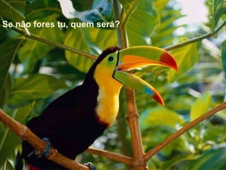 Se não fores tu, quem será? 