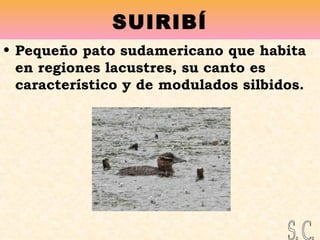 SUIRIBÍ
• Pequeño pato sudamericano que habita
en regiones lacustres, su canto es
característico y de modulados silbidos.
 