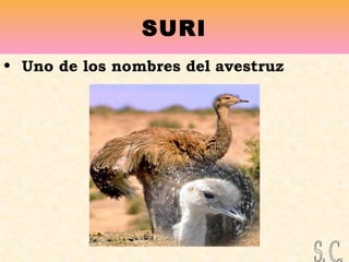SURI
• Uno de los nombres del avestruz
 