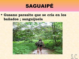 SAGUAIPÉ
• Gusano parasito que se cría en los
bañados ; sanguijuela
 