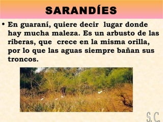 SARANDÍES
• En guaraní, quiere decir lugar donde
hay mucha maleza. Es un arbusto de las
riberas, que crece en la misma orilla,
por lo que las aguas siempre bañan sus
troncos.
 