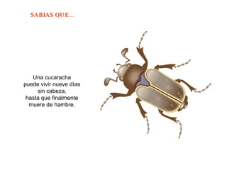 Una cucaracha  puede vivir nueve días  sin cabeza,  hasta que finalmente  muere de hambre.  