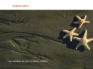 Las estrellas de mar no tienen cerebro. 