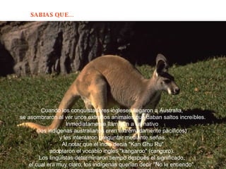 Cuando los conquistadores ingleses llegaron a Australia,  se asombraron al ver unos extraños animales que daban saltos increíbles. Inmediatamente llamaron a un nativo  (los indígenas australianos eran extremadamente pacíficos)  y les intentaron preguntar mediante señas. Al notar que el indio decía "Kan Ghu Ru"  adoptaron el vocablo ingles "kangaroo" (canguro).  Los lingüistas determinaron tiempo después el significado,  el cual era muy claro, los indígenas querían decir "No le entiendo".  