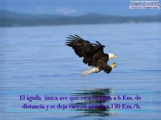 El águila  única ave que ve a su presa a 6 Km. de distancia y se deja caer en picada a 130 Km./h.   