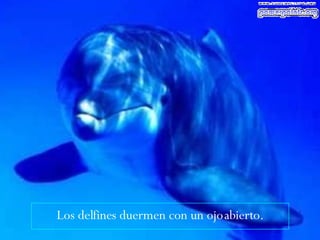 Los delfines duermen con un ojo abierto. 