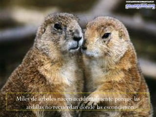 Miles de árboles nacen accidentalmente porque las ardillas no recuerdan dónde las escondieron. 