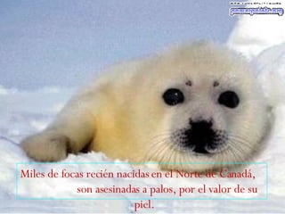 Miles de focas recién nacidas en el Norte de Canadá,  son asesinadas a palos, por el valor de su piel.   