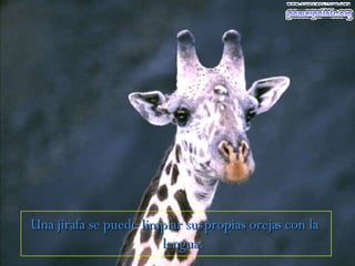 Una jirafa se puede limpiar sus propias orejas con la  lengua. 