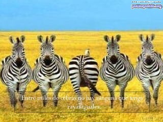 Entre miles de cebras no hay ninguna que tenga rayas iguales.  