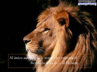 Al único animal que le teme y no enfrenta el  Rey de la selva es… al Elefante.  