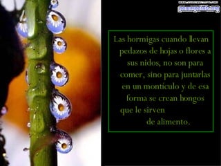 Las hormigas cuando llevan pedazos de hojas o flores a sus nidos, no son para comer, sino para juntarlas en un montículo y de esa forma se crean hongos que le sirven  de alimento.   