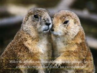 Miles de árboles nacen accidentalmente porque las ardillas no recuerdan dónde las escondieron. 