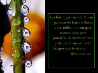 Las hormigas cuando llevan pedazos de hojas o flores a sus nidos, no son para comer, sino para juntarlas en un montículo y de esa forma se crean hongos que le sirven  de alimento.   
