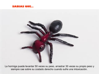 SABIAS QUE…
La hormiga puede levantar 50 veces su peso, arrastrar 30 veces su propio peso y
siempre cae sobre su costado derecho cuando sufre una intoxicación.
 