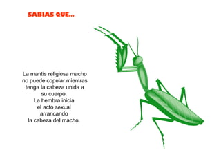 La mantis religiosa macho no puede copular mientras tenga la cabeza unida a su cuerpo.  La hembra inicia  el acto sexual  arrancando  la cabeza del macho.  