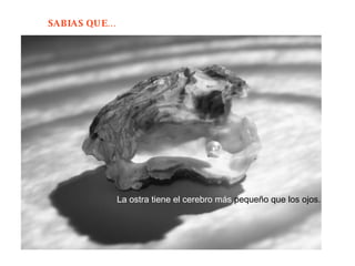 La ostra tiene el cerebro más  pequeño que los ojos.  