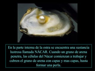 En la parte interna de la ostra se encuentra una sustancia lustrosa llamada NÁCAR. Cuando un grano de arena penetra, las células del Nácar comienzan a trabajar y cubren el grano de arena con capas y mas capas, hasta formar una perla. 