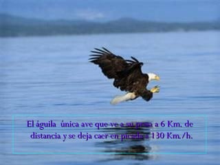 El águila  única ave que ve a su presa a 6 Km. de distancia y se deja caer en picada a 130 Km./h.   