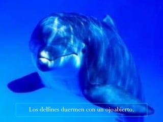 Los delfines duermen con un ojo abierto. 