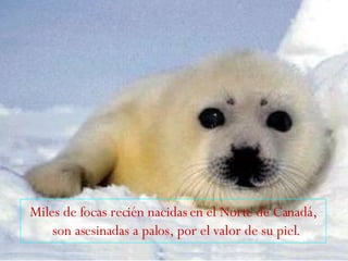 Miles de focas recién nacidas en el Norte de Canadá, son asesinadas a palos, por el valor de su piel.   
