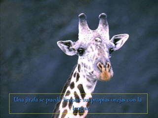 Una jirafa se puede limpiar sus propias orejas con la  lengua. 