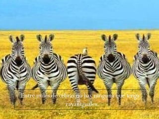 Entre miles de cebras no hay ninguna que tenga rayas iguales.  