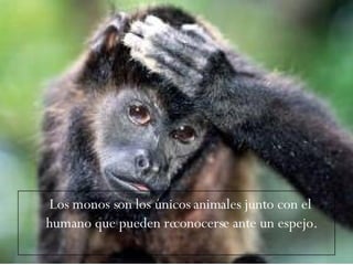 Los monos son los únicos animales junto con el humano que pueden reconocerse ante un espejo.  