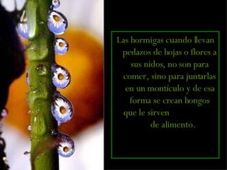 Las hormigas cuando llevan pedazos de hojas o flores a sus nidos, no son para comer, sino para juntarlas en un montículo y de esa forma se crean hongos que le sirven  de alimento.   