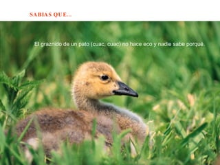 El graznido de un pato (cuac, cuac) no hace eco y nadie sabe porqué.  