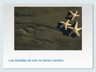 Las estrellas de mar no tienen cerebro.
 
