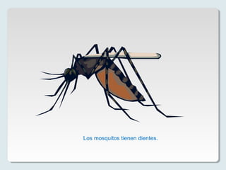 Los mosquitos tienen dientes.
 
