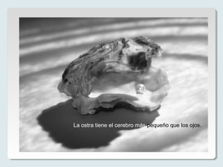 La ostra tiene el cerebro más pequeño que los ojos.
 