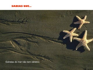 SABIAS QUE…
Estrelas do mar não tem cérebro
 