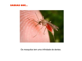SABIAS QUE…
Os mosquitos tem uma infinidade de dentes.
 