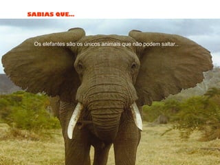 SABIAS QUE…
Os elefantes são os únicos animais que não podem saltar..
 