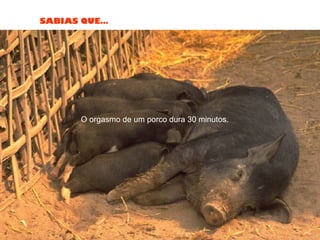 SABIAS QUE…
O orgasmo de um porco dura 30 minutos.
 