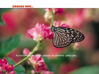 SABIAS QUE…
As borboletas sentem o paladar do alimento pelos pés.
 