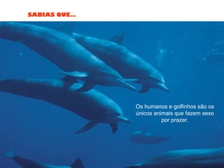 SABIAS QUE…
Os humanos e golfinhos são os
únicos animais que fazem sexo
por prazer.
 