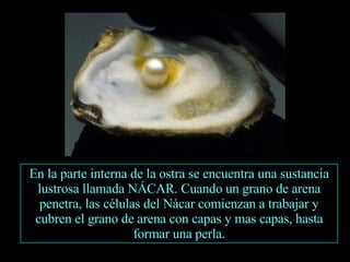 En la parte interna de la ostra se encuentra una sustancia lustrosa llamada NÁCAR. Cuando un grano de arena penetra, las células del Nácar comienzan a trabajar y cubren el grano de arena con capas y mas capas, hasta formar una perla. 