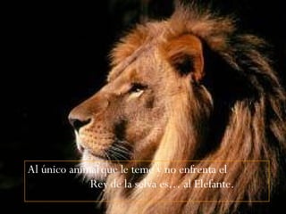Al único animal que le teme y no enfrenta el  Rey de la selva es… al Elefante.  