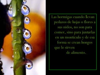 Las hormigas cuando llevan pedazos de hojas o flores a sus nidos, no son para comer, sino para juntarlas en un montículo y de esa forma se crean hongos que le sirven  de alimento.   