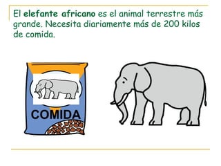 El elefante africano es el animal terrestre más
grande. Necesita diariamente más de 200 kilos
de comida.