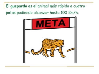 El guepardo es el animal más rápido a cuatro
patas pudiendo alcanzar hasta 100 Km/h.
 