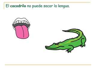 El cocodrilo no puede sacar la lengua.
 