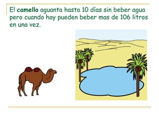 El camello aguanta hasta 10 días sin beber agua
pero cuando hay pueden beber mas de 106 litros
en una vez.
 